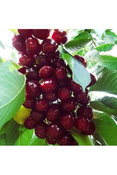 Черешня колоновидна Світ Черрі з дозрілими червоними плодами